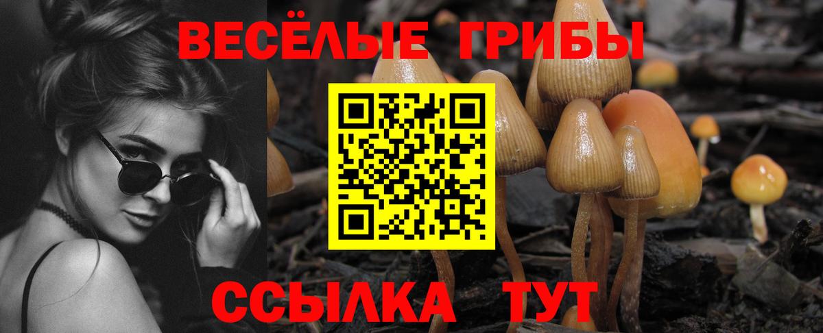 Галлюциногенные грибы Psilocybe Братск